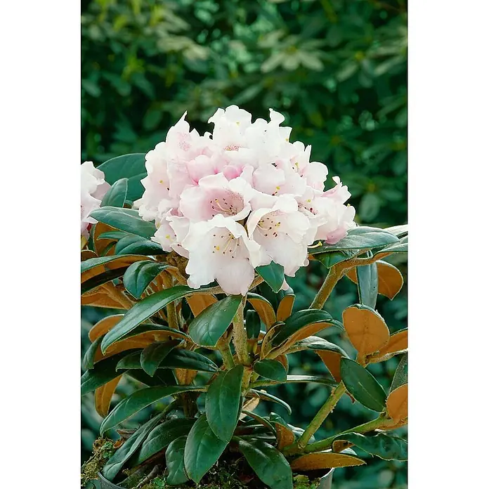 Pflanzen für dich Rhododendron 30-40 cm - Rhododendron bureavii 'Hydon Velvet', Blütenfarbe: Weiß - Nahaufnahme einer blühenden Rhododendron-Pflanze mit hellrosa und weißen Blüten und dunkelgrünen Blättern.