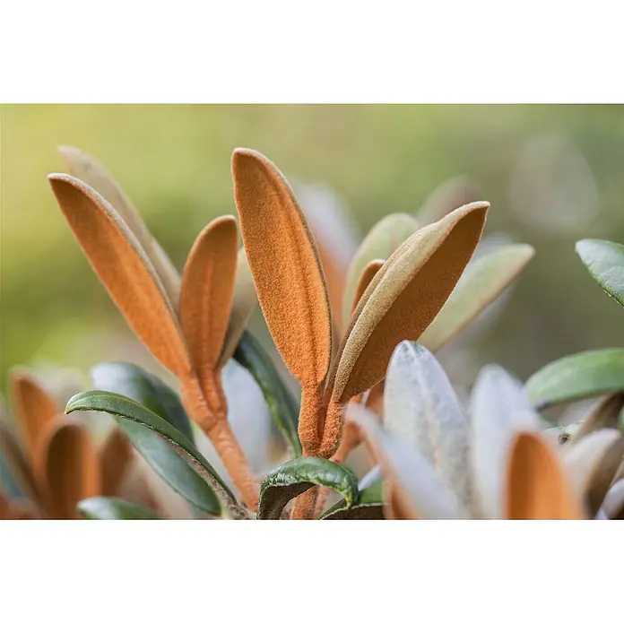 Pflanzen für dich Rhododendron 30-40 cm - Rhododendron bureavii 'Hydon Velvet', Blütenfarbe: Weiß - Nahaufnahme von Pflanzenblättern, teils leuchtend grün, teils rostorange mit weicher, samtiger Textur.