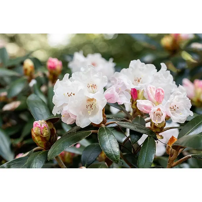 Pflanzen für dich Rhododendron 30-40 cm - Rhododendron bureavii 'Hydon Velvet', Blütenfarbe: Weiß - Nahaufnahme von weißen und rosa Rhododendronblüten und Knospen auf einer Pflanze mit dunkelgrünen Blättern.