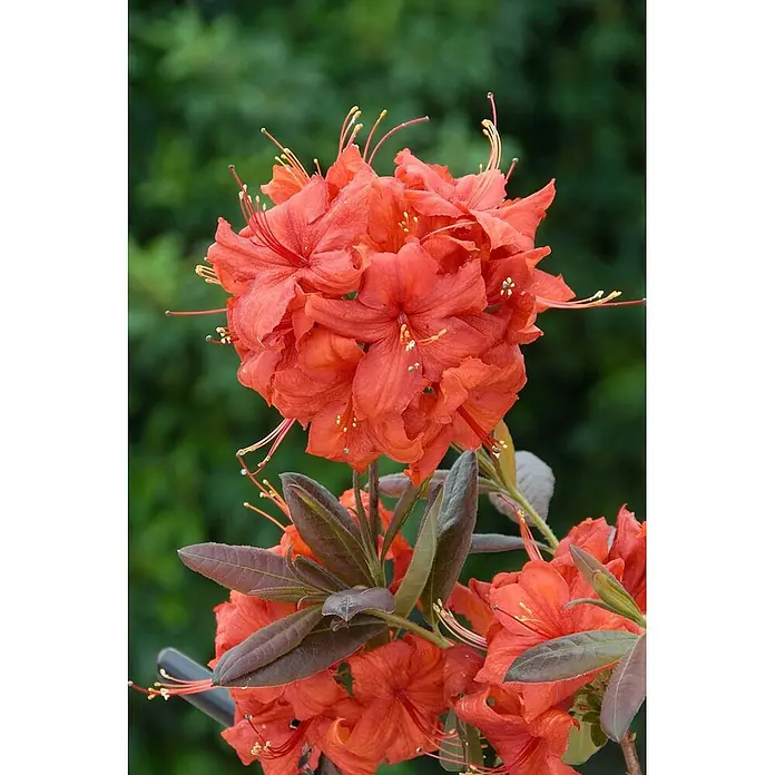 Pflanzen für dich Rhododendron 40-50 cm - Rhododendron luteum 'Balzac', Blütenfarbe: Gelb - Leuchtend orangerote Azaleenblüten in einer Gruppe, umgeben von dunklem Laub.