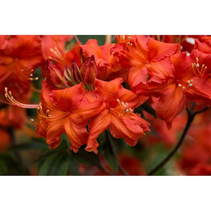 Pflanzen für dich Rhododendron 40-50 cm - Rhododendron luteum 'Balzac', Blütenfarbe: Gelb - Lebendige orange Azaleenblüten in voller Blüte, einige mit sichtbaren Staubgefäßen.
