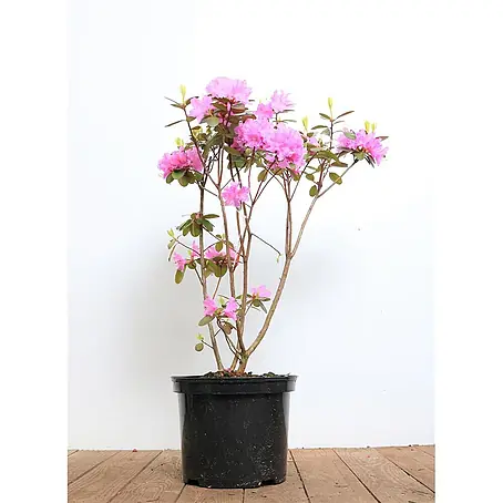 Pflanzen für dich  Rhododendron 30-40 cm