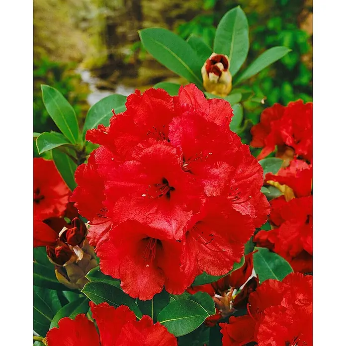 Pflanzen für dich Großblumiger Rhododendron 60-70 cm - Rhododendron 'Red Jack', Rot - Leuchtend rote Rhododendronblüten auf einem grünblättrigen Busch im Garten.
