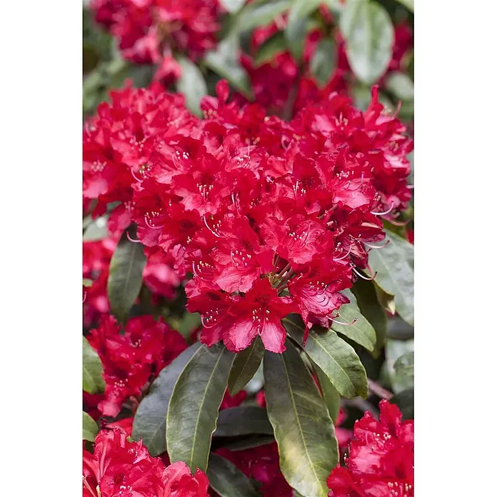 Pflanzen für dich Großblumiger Rhododendron 60-70 cm - Rhododendron 'Red Jack', Rot - Leuchtend rote Rhododendronblüten in voller Blüte zwischen grünen Blättern.