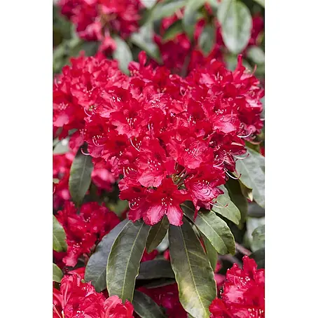 Pflanzen für dich  Rhododendron 40-50 cm