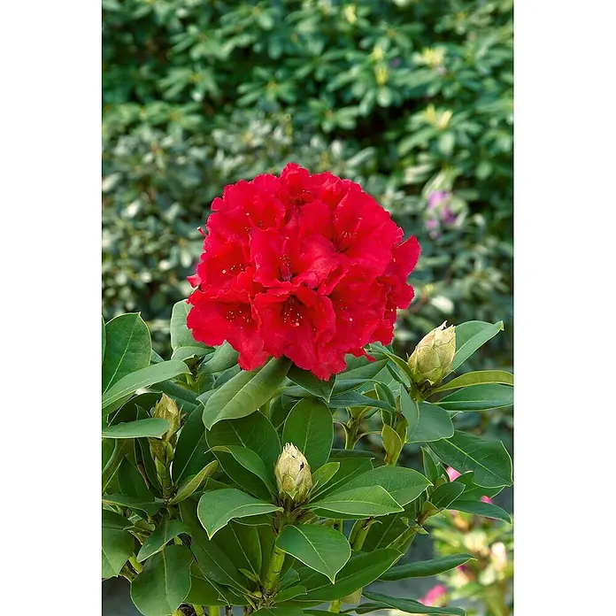 Pflanzen für dich Großblumiger Rhododendron 60-70 cm - Rhododendron 'Red Jack', Rot - Eine lebhaft rote Rhododendronblüte in voller Pracht, umgeben von glänzenden grünen Blättern und mehreren ungeöffneten Knospen.
