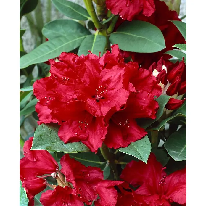 Pflanzen für dich Rhododendron 30-40 cm - Rhododendron 'Cherry Kiss', Blütenfarbe: Rot - Lebendige, tiefrote Rhododendronblüten inmitten üppiger grüner Blätter.