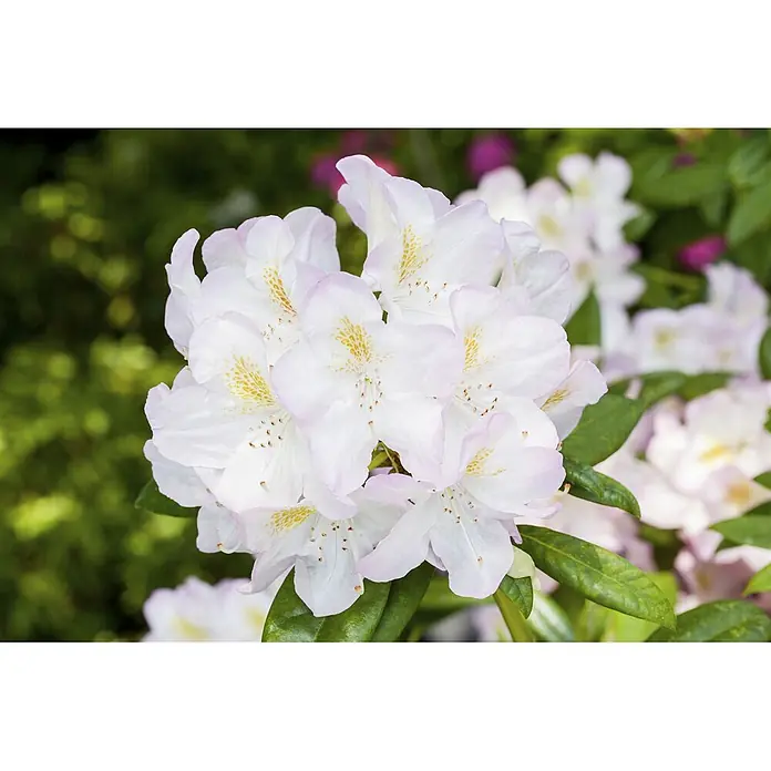 Pflanzen für dich Rhododendron 30-40 cm - Rhododendron 'Brigitte', Blütenfarbe: Rosa - Blütencluster aus weißen und rosa Blumen mit gelbbraunen Sprenkeln.