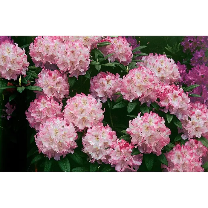 Pflanzen für dich Rhododendron 30-40 cm - Rhododendron 'Brigitte', Blütenfarbe: Rosa - Hellrosa und weiße Rhododendronblüten mit grünen Blättern.