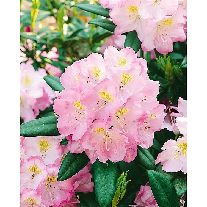 Pflanzen für dich Rhododendron 30-40 cm - Rhododendron 'Brigitte', Blütenfarbe: Rosa - Nahaufnahme einer lebhaften Gruppe rosa Rhododendronblüten mit gelb gesprenkelten Zentren, umgeben von üppigen grünen Blättern.