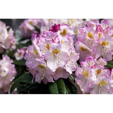 Pflanzen für dich  Rhododendron 30-40 cm