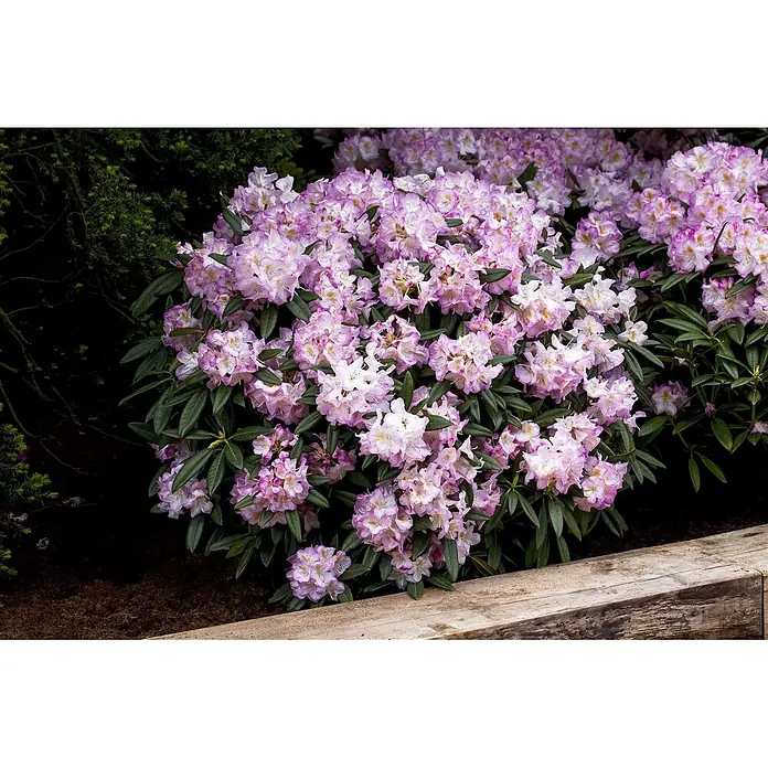Pflanzen für dich Rhododendron 30-40 cm - Rhododendron 'Brigitte', Blütenfarbe: Rosa - Ein üppiger Rhododendronbusch mit rosa-weißen Blüten und dunkelgrünen Blättern in einem Hochbeet aus Holz.