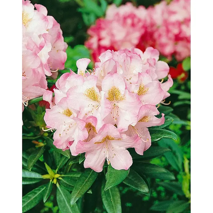Pflanzen für dich Rhododendron 30-40 cm - Rhododendron 'Brigitte', Blütenfarbe: Rosa - Leuchtend rosa Rhododendronblüten mit zarten gelb-orangen Sprenkeln, dicht beieinander und in voller Blüte.
