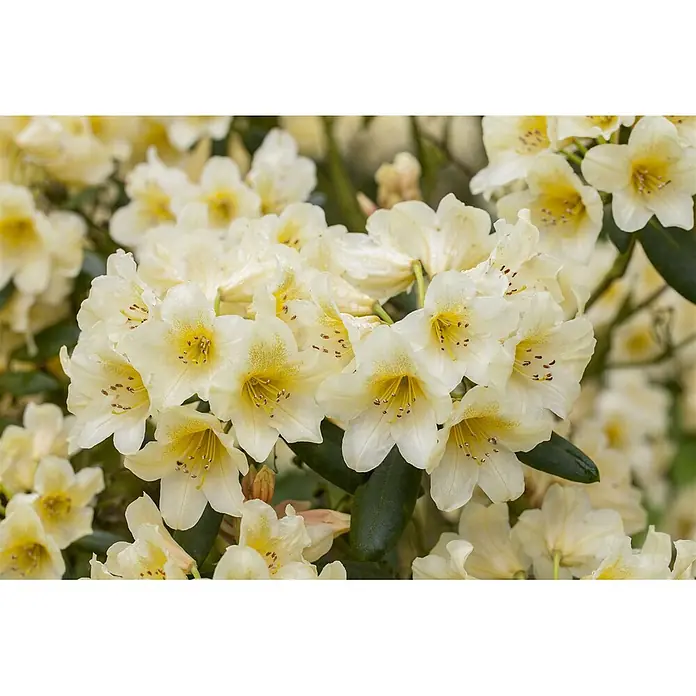 Pflanzen für dich Rhododendron 30-40 cm - Rhododendron yakushimanum 'Millenium Gold', Blütenfarbe: Gelb - Eine Ansammlung cremefarbener Blüten mit leuchtend gelben Zentren und braunen Staubblättern, mit Wassertropfen verziert.
