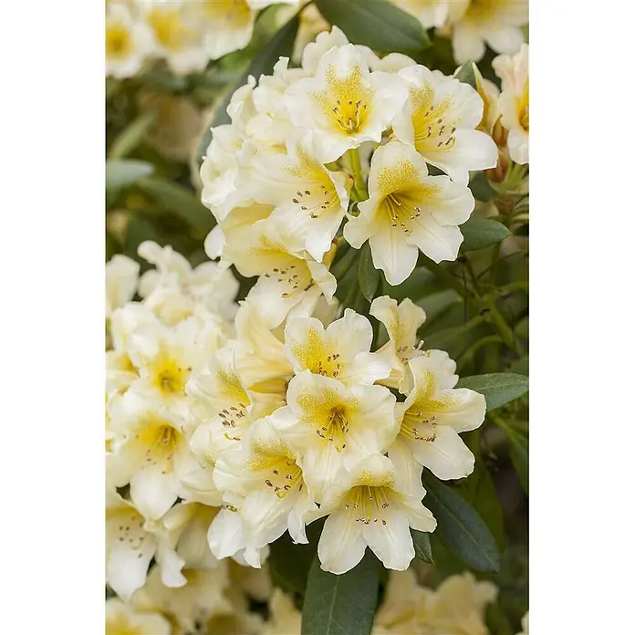 Pflanzen für dich Rhododendron 30-40 cm - Rhododendron yakushimanum 'Millenium Gold', Blütenfarbe: Gelb - Nahaufnahme cremeweißer Rhododendronblüten mit gesprenkelten gelben Zentren.