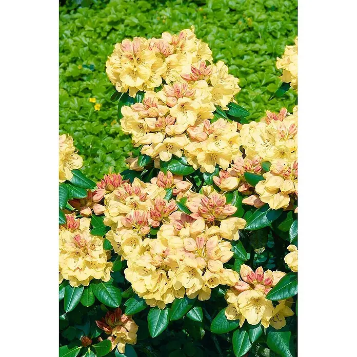 Pflanzen für dich Rhododendron 30-40 cm - Rhododendron yakushimanum 'Millenium Gold', Blütenfarbe: Gelb - Nahaufnahme leuchtend gelber Blüten mit rosafarbenen Knospen und dunkelgrünen Blättern.