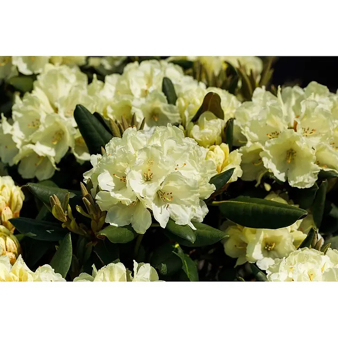 Pflanzen für dich Rhododendron 30-40 cm - Rhododendron yakushimanum 'Millenium Gold', Blütenfarbe: Gelb - Nahaufnahme eines Busches mit zahlreichen hellgelben Rhododendronblüten und dunkelgrünen Blättern.