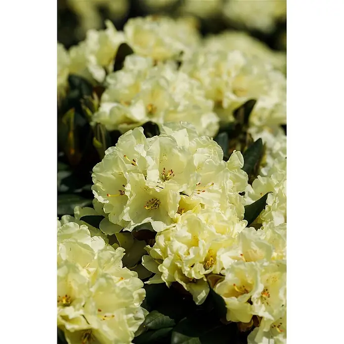 Pflanzen für dich Rhododendron 30-40 cm - Rhododendron yakushimanum 'Millenium Gold', Blütenfarbe: Gelb - Nahaufnahme einer Gruppe hellgelber Rhododendronblüten mit sichtbaren Staubblättern, umgeben von dunkelgrünen Blättern.