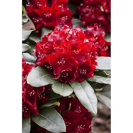 Pflanzen für dich  Rhododendron 30-40 cm