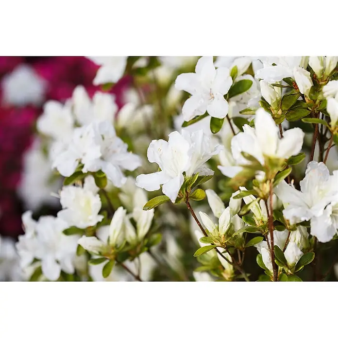 Pflanzen für dich Japanische Azalee 25-30 cm - Rhododendron obtusum 'Schneesturm', Weiß - Leuchtend weiße Azaleenblüten mit grünen Blättern, viele blühend und einige knospend an einem Strauch.