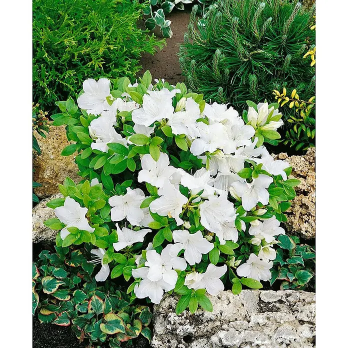 Pflanzen für dich Japanische Azalee 20-25 cm - Rhododendron obtusum 'Feenkissen', Rosa - Üppige weiße Azaleen mit grünen Blättern blühen in einem Gartenbeet mit umgebenden Pflanzen und Steinen.