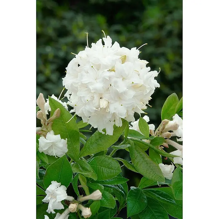 Pflanzen für dich Rhododendron 40-50 cm - Rhododendron luteum 'June Jubilee', Blütenfarbe: Gelb - Dichte Ansammlung weißer Blüten mit hervorstehenden Staubblättern, umgeben von üppigen grünen Blättern.