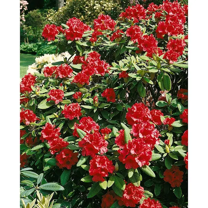 Pflanzen für dich Rhododendron 25-30 cm - Rhododendron yakushimanum 'Bohlkens Roter Stern', Blütenfarbe: Mehrfarbig - Leuchtend roter Rhododendronbusch in voller Blüte mit sattgrünen Blättern.