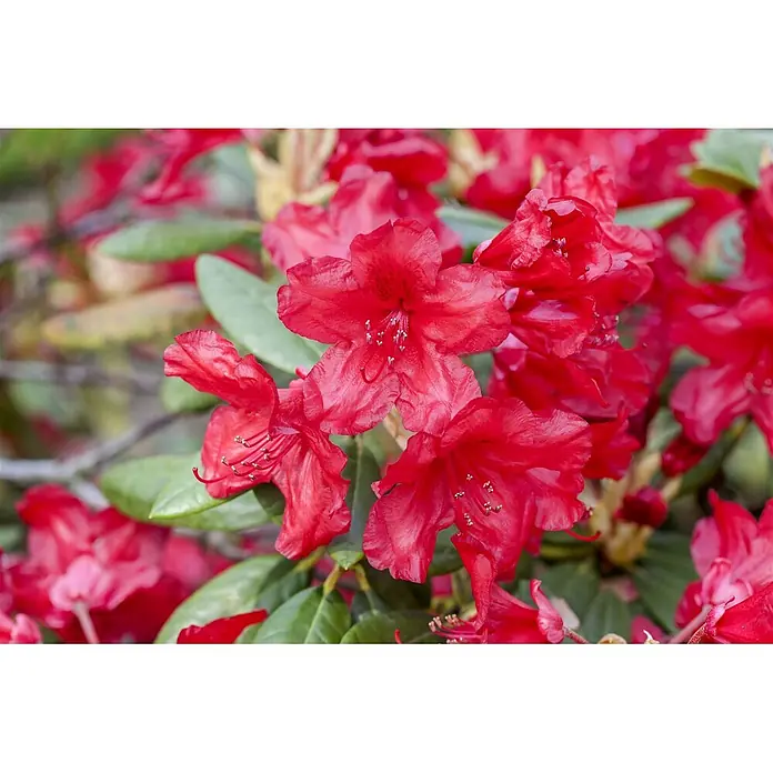 Pflanzen für dich Rhododendron 25-30 cm - Rhododendron yakushimanum 'Bohlkens Roter Stern', Blütenfarbe: Mehrfarbig - Leuchtend rote Rhododendronblüten inmitten grüner Blätter.