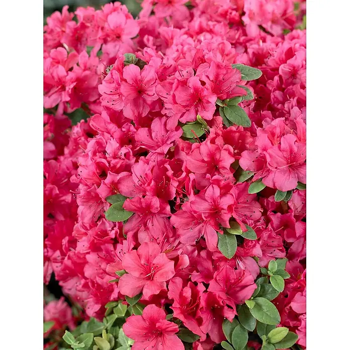Pflanzen für dich Rhododendron 30-40 cm - Rhododendron obtusum 'Drapa', Blütenfarbe: Rot - Lebhaft pinkfarbene Azaleenblüten, dicht an einem Busch blühend, mit grünen Blättern.