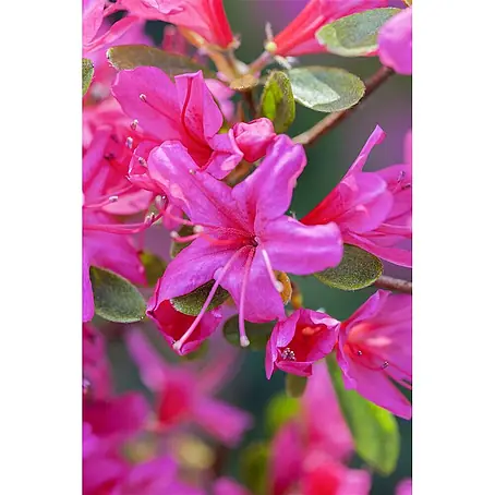 Pflanzen für dich  Rhododendron 30-40 cm