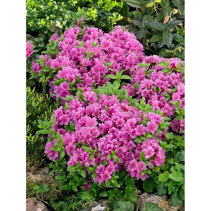 Pflanzen für dich Rhododendron 30-40 cm - Rhododendron obtusum 'Geisha lila', Blütenfarbe: Lila - Leuchtend pinkfarbener Azaleenbusch in voller Blüte inmitten üppiger grüner Gartenpflanzen.