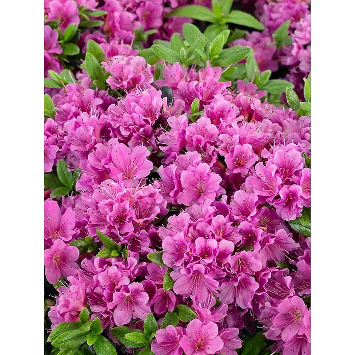 Pflanzen für dich Rhododendron 30-40 cm - Rhododendron obtusum 'Geisha lila', Blütenfarbe: Lila - Lebhafte rosa Azaleenblüten mit leuchtend grünen Blättern, dicht blühend an einer Pflanze.