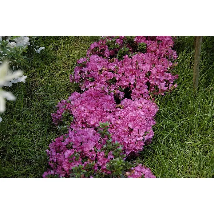 Pflanzen für dich Japanische Azalee 25-30 cm - Rhododendron obtusum 'Anne Frank', Orange - Leuchtend pinkfarbene Azaleen blühen in einem geschwungenen Gartenbeet.