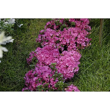 Pflanzen für dich  Japanische Azalee 25-30 cm