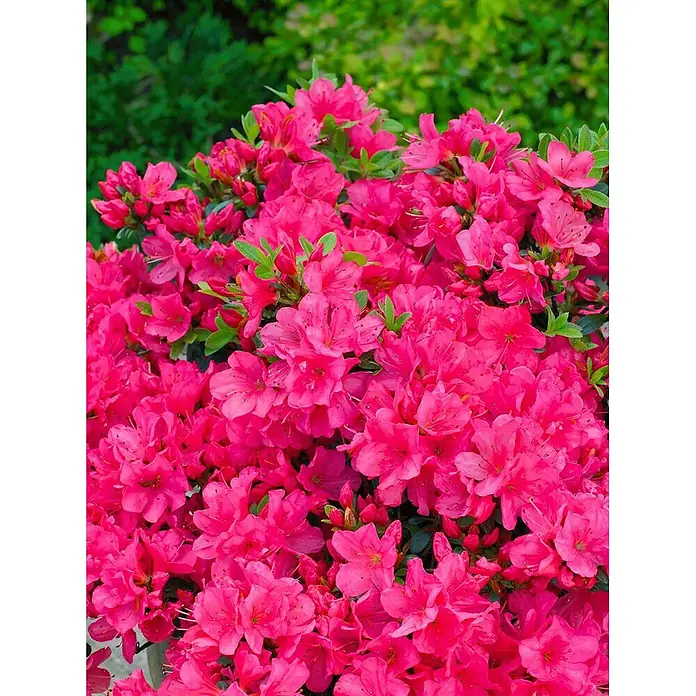 Pflanzen für dich Japanische Azalee 25-30 cm - Rhododendron obtusum 'Anne Frank', Orange - Lebhaft leuchtend pinke Azaleenblüten in dichter Blüte.