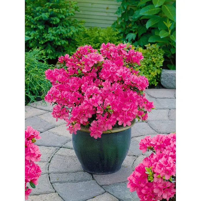 Pflanzen für dich Japanische Azalee 25-30 cm - Rhododendron obtusum 'Anne Frank', Orange - Leuchtend pinke Azaleenblüten füllen einen dunkelgrünen Topf auf einer Steinterrasse.