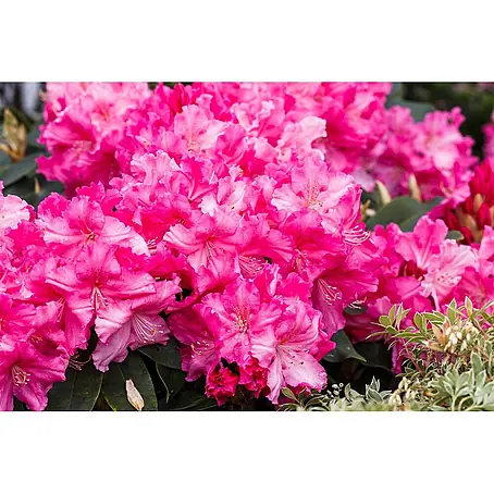 Pflanzen für dich  Rhododendron 30-40 cm