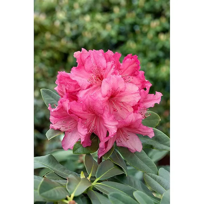 Pflanzen für dich Rhododendron 30-40 cm - Rhododendron 'Caruso', Blütenfarbe: Rot - Leuchtende Gruppe rosafarbener Rhododendronblüten mit auffälligen Staubblättern, umgeben von dunkelgrünen Blättern.