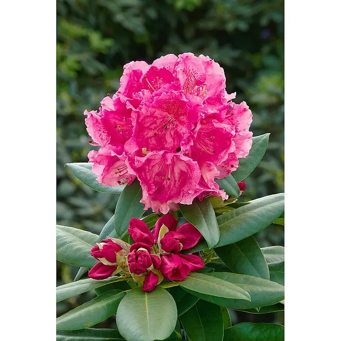 Pflanzen für dich Rhododendron 30-40 cm - Rhododendron 'Caruso', Blütenfarbe: Rot - Leuchtend rosa Rhododendronblüten in voller Blüte mit dunkleren rosafarbenen Knospen und glänzenden grünen Blättern.