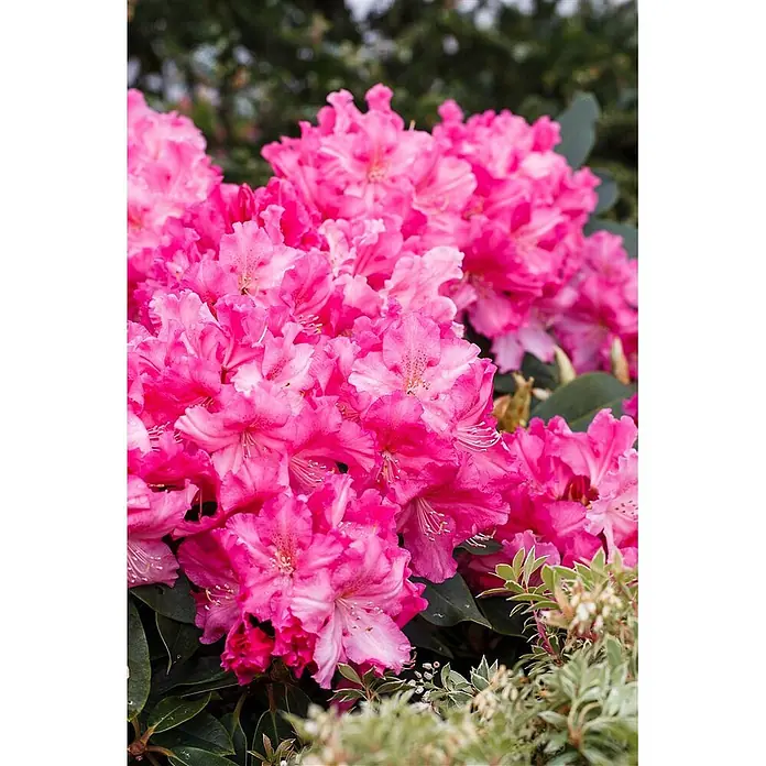 Pflanzen für dich Rhododendron 30-40 cm - Rhododendron 'Caruso', Blütenfarbe: Rot - Leuchtend pinke Rhododendronblüten eng zusammen mit grünem Laub.