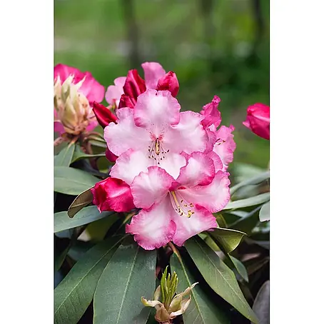 Pflanzen für dich  Rhododendron 40-50 cm