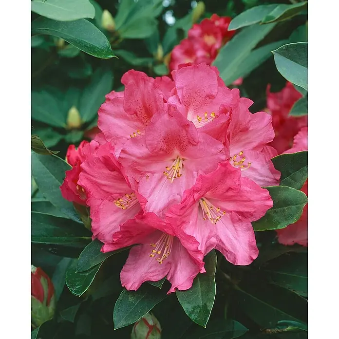 Pflanzen für dich Rhododendron 40-50 cm - Rhododendron 'Lem's Monarch', Blütenfarbe: Weiß - Lebendige pinke Rhododendronblüten in voller Pracht mit grünen Blättern.