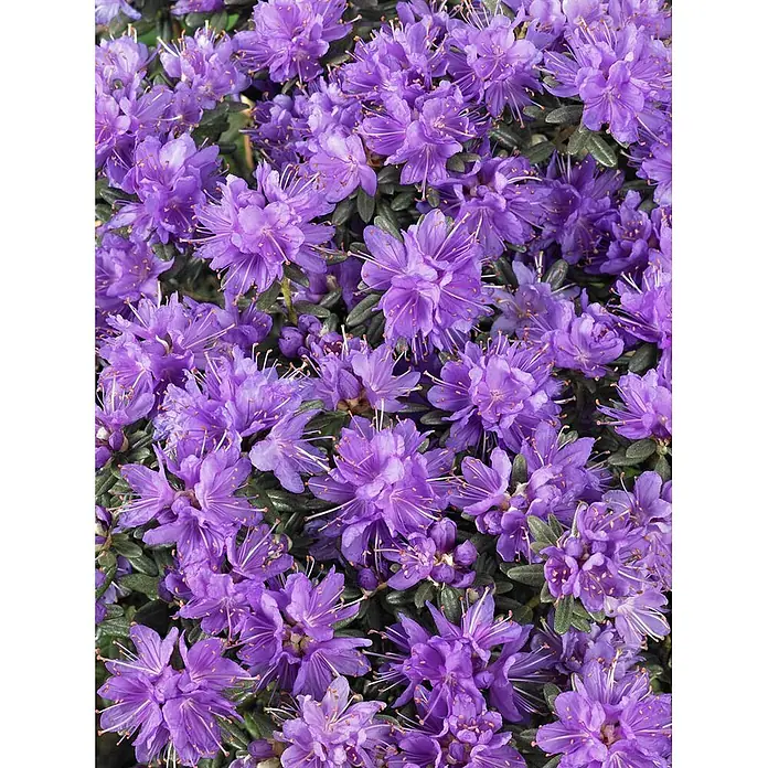 Pflanzen für dich Rhododendron 30-40 cm - Rhododendron russatum 'Purple Pillow', Blütenfarbe: Violett - Kräftig violette Blütenpflanze mit zahlreichen Blüten und ausgeprägten Staubblättern.