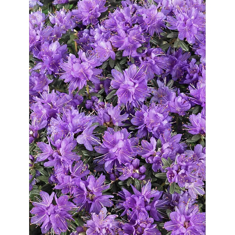 schnellwachsende rhododendron Rhododendron 'Cunningham's White' Mehrstämmig / Strauch main image 0