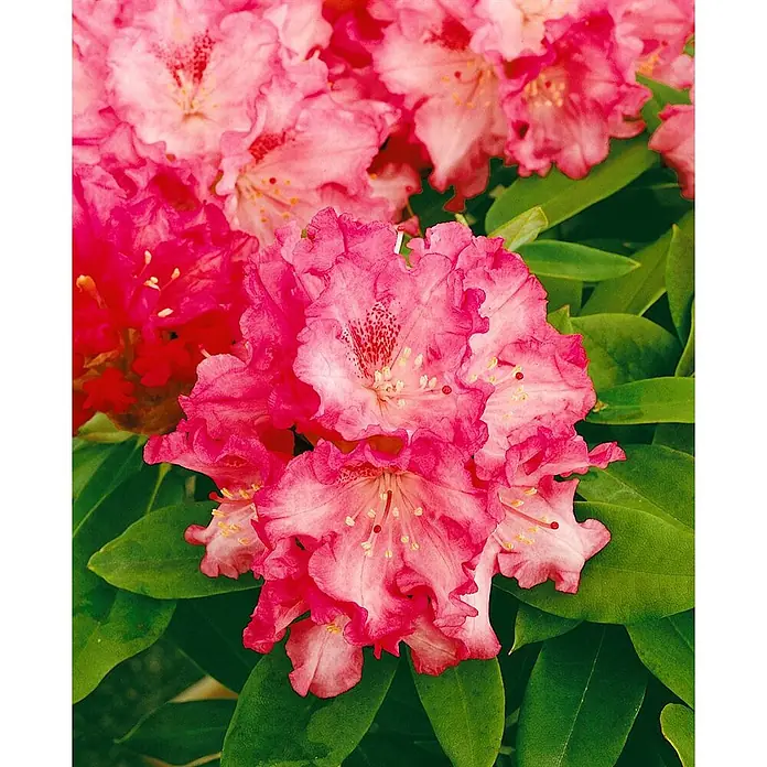 Pflanzen für dich Rhododendron 20-25 cm - Rhododendron yakushimanum 'Tina Heinje', Blütenfarbe: Weiß - Leuchtend pinke Blüten mit gekräuselten Blütenblättern, dunkleren Zentren und sichtbaren Staubblättern.
