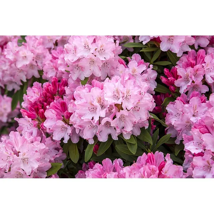 Pflanzen für dich Rhododendron 20-25 cm - Rhododendron yakushimanum 'Tina Heinje', Blütenfarbe: Weiß - Leuchtend rosa Rhododendronblüten in voller Blüte, mit einigen dunkelrosafarbenen Knospen und grünem Laub.