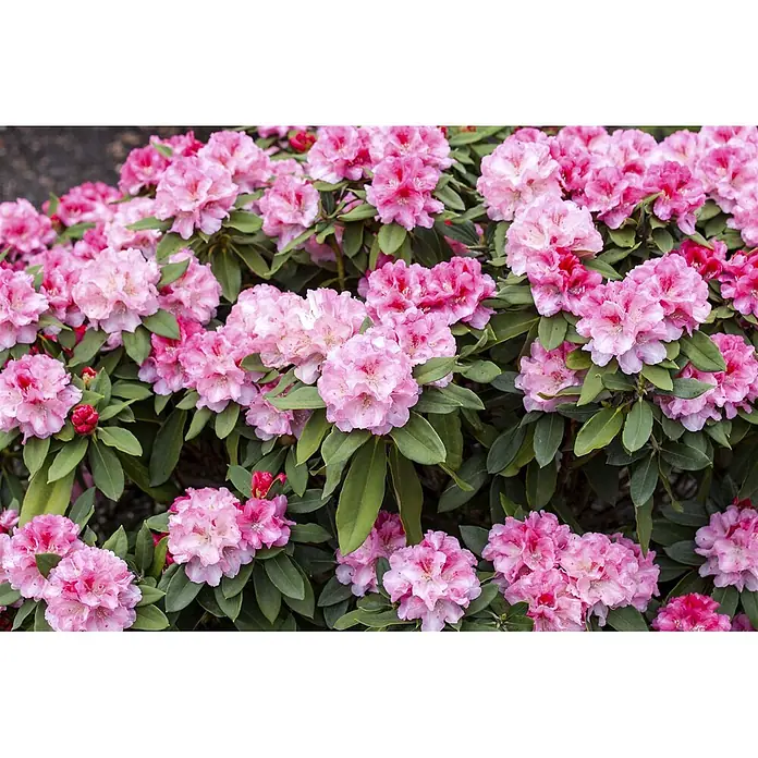 Pflanzen für dich Rhododendron 20-25 cm - Rhododendron yakushimanum 'Tina Heinje', Blütenfarbe: Weiß - Ein üppiger Busch mit leuchtend rosa Rhododendronblüten und grünen Blättern.