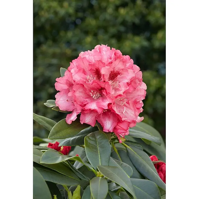 Pflanzen für dich Rhododendron 20-25 cm - Rhododendron yakushimanum 'Tina Heinje', Blütenfarbe: Weiß - Leuchtend rosa Rhododendronblüte in voller Pracht, mit zarten Blütenblättern, markanten Staubblättern und dunkelgrünen Blättern.