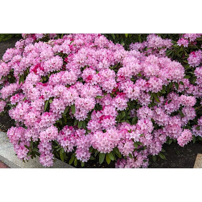 Pflanzen für dich Rhododendron 20-25 cm - Rhododendron yakushimanum 'Tina Heinje', Blütenfarbe: Weiß - Ein großer, dichter Strauch mit leuchtend rosa Rhododendronblüten in voller Blüte, teils mit dunkleren Knospen.