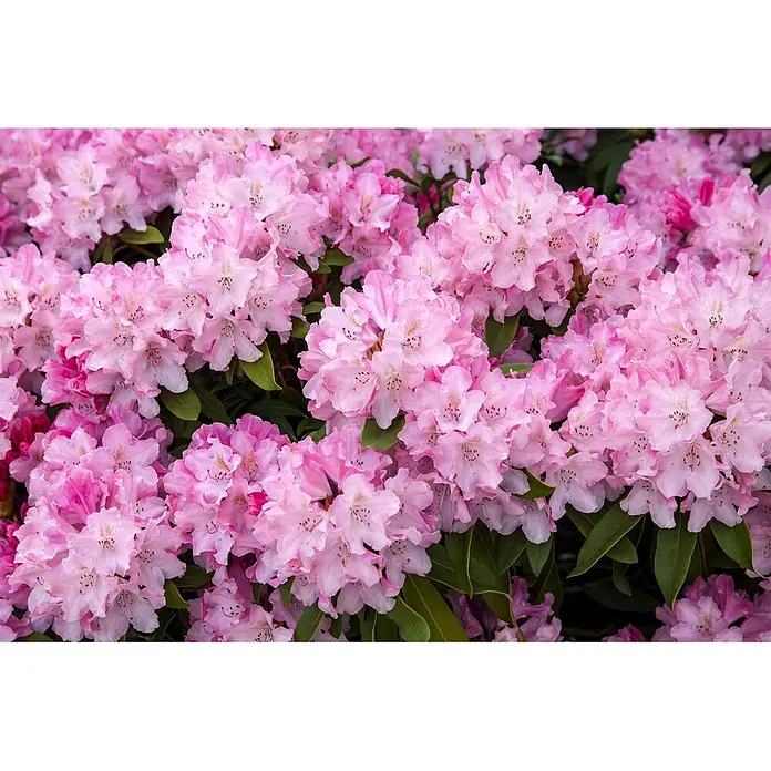 Pflanzen für dich Rhododendron 20-25 cm - Rhododendron yakushimanum 'Tina Heinje', Blütenfarbe: Weiß - Dichte Ansammlung von leuchtend rosa Rhododendronblüten mit grünen Blättern, üppig blühend.